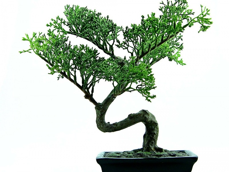 îngrijirea unui bonsai (2)