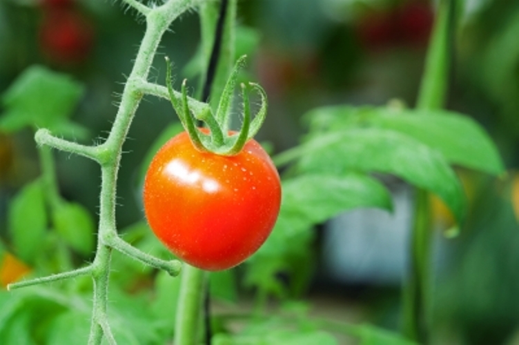 Cultivarea roșiilor de grădină (4)