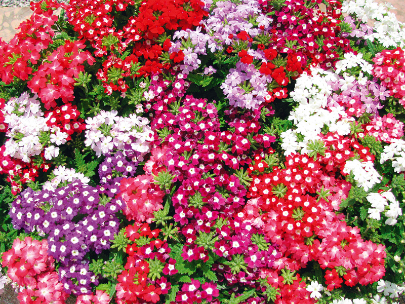 verbine rosii, roz, grena, mov