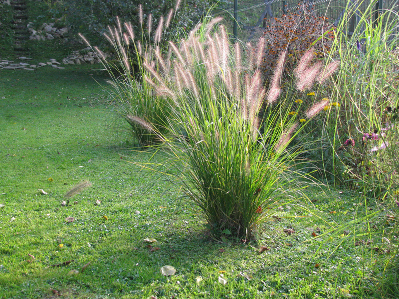 ierburi decorative Pennisetum