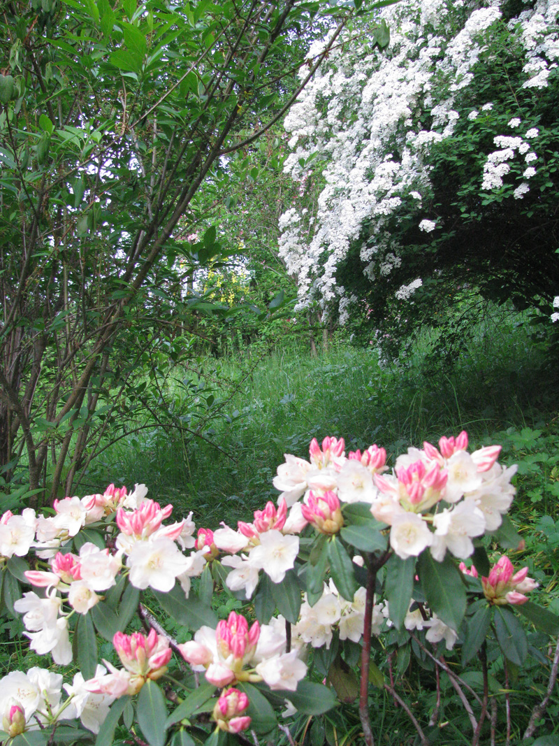 peisaje montane rododendron