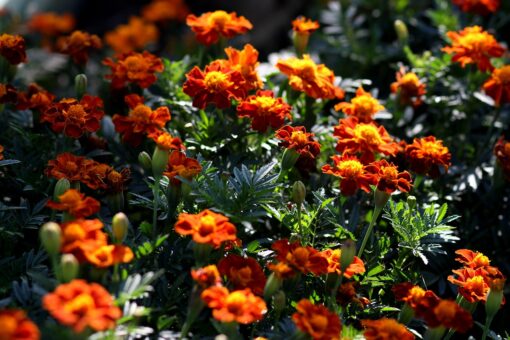 Craite parfumate. Plantele perfecte din iulie pana in septembrie
