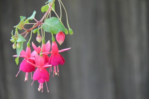 Fucsia, cea mai vesela dintre plante