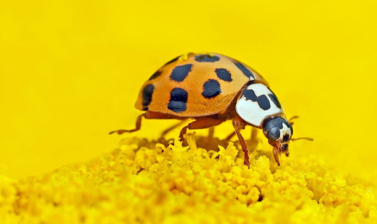 Cheama in gradina insectele folositoare