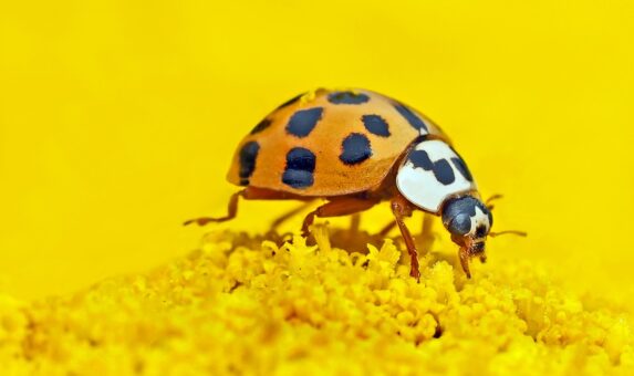 Cheama in gradina insectele folositoare