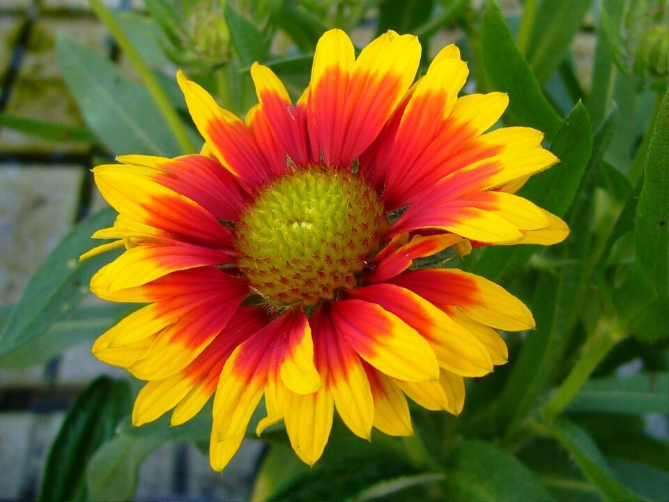 Gaillardia impresioneaza prin florile mari
