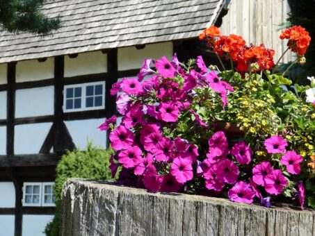 Cum ingrijesti petunia. Cateva sfaturi esentiale