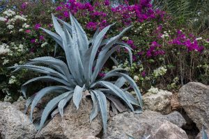 https://www.casa-gradina.ro/plante-care-se-ingrijesc-usor, aloe, muscata