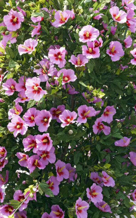 Cum stimulezi ramificarea plantelor