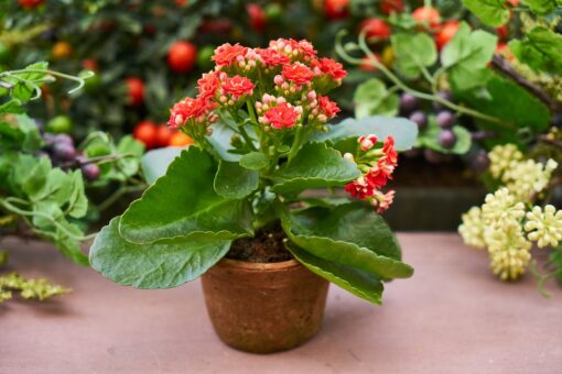 Tipuri de fertilizanti pentru plante. Cateva sfaturi