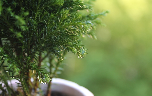 Plante care curata aerul din casa