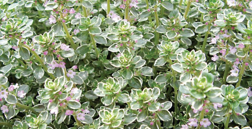 Plantă aromatică: cimbru cu o notă de lămâie