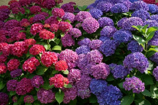 Hortensia, planta care isi schimba culoarea dupa voia gradinarului