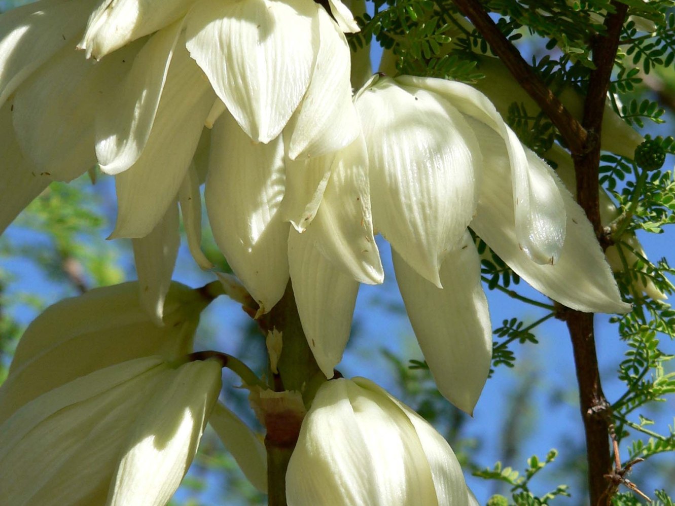 Yucca Arborele Vietii Casa și Grădina