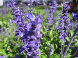 plante medicinale