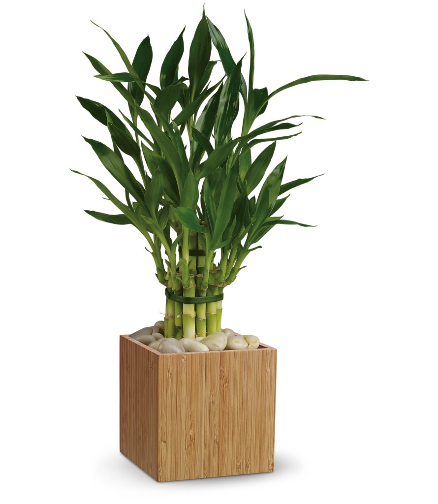 plante aducatoare de noroc