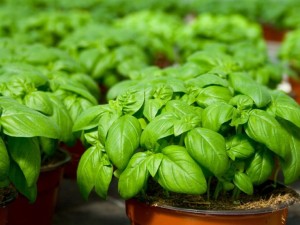plante aducatoare de noroc, plante frumoase, plante verzi