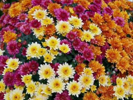 Florile lunii septembrie