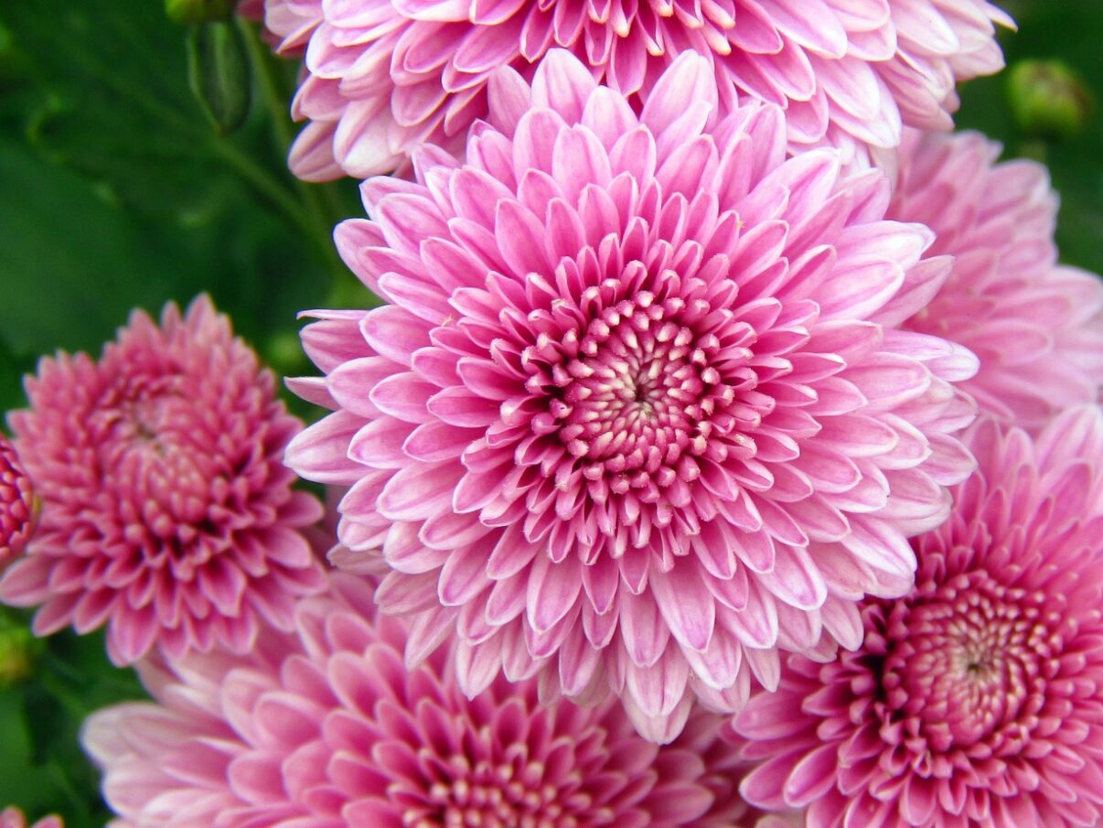 Plante cu flori roz