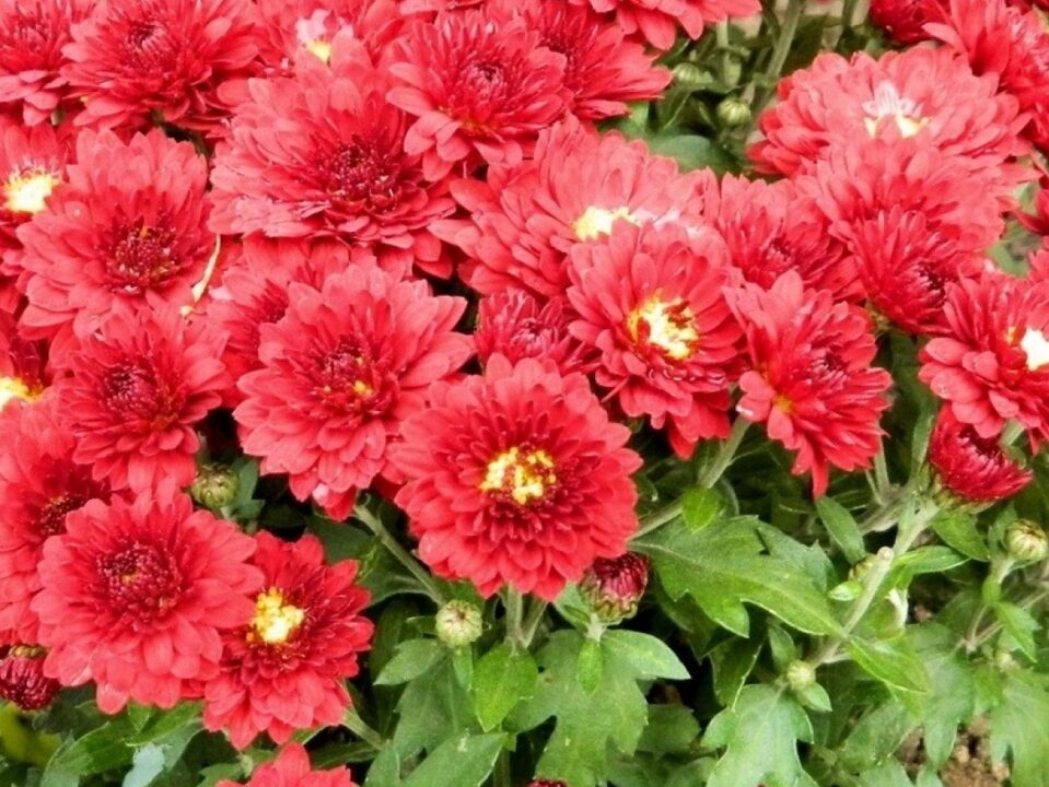 Plante cu flori rosii
