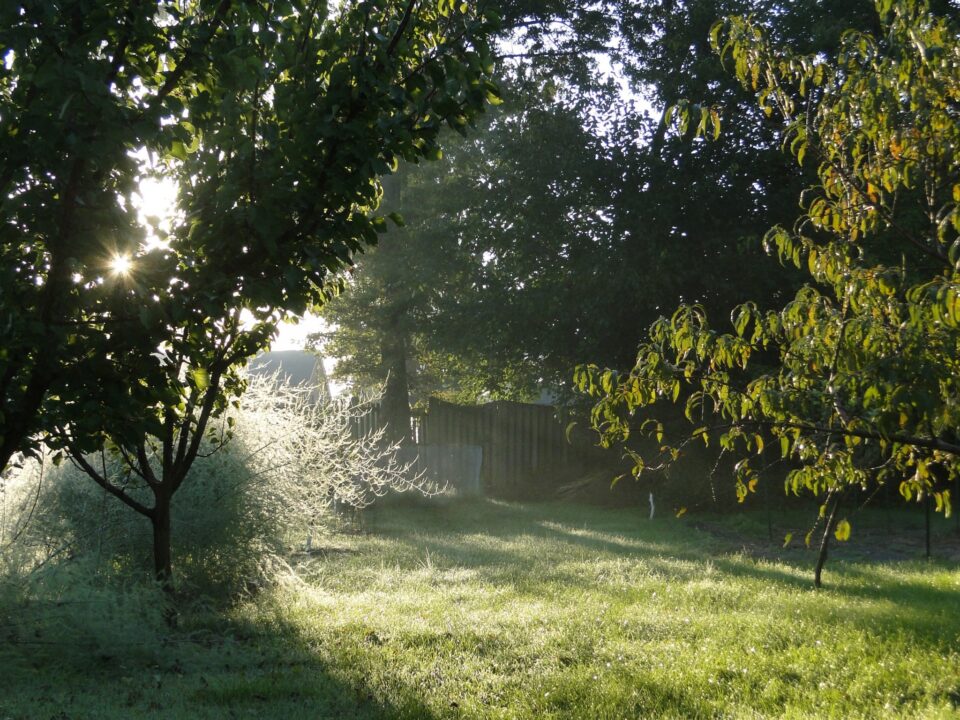3 sfaturi pentru gradina in septembrie