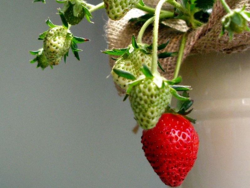 Plantarea capsunilor toamna