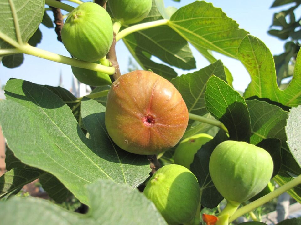 Un smochin in ghiveci