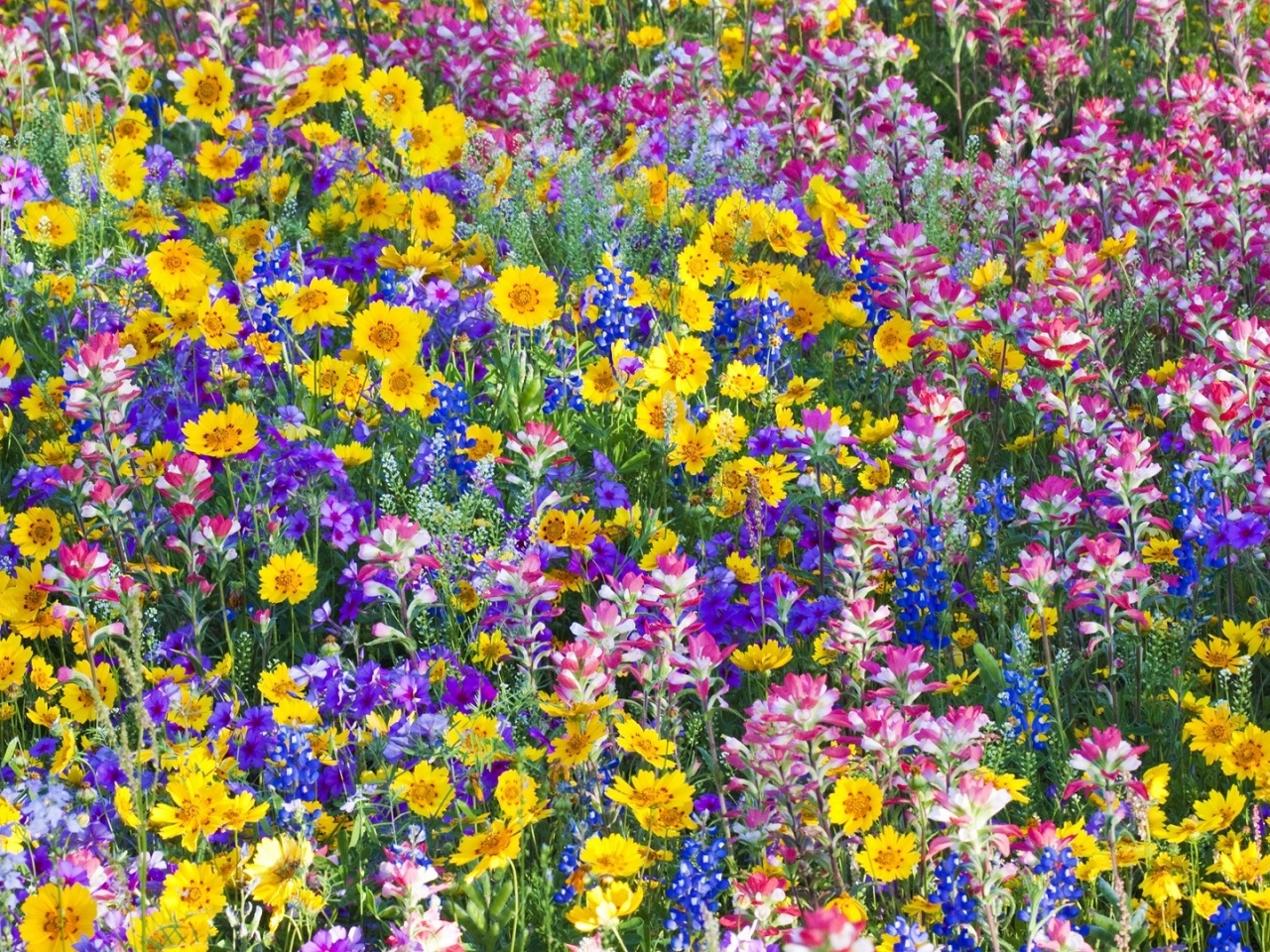 10 Flori Care Iți Colorează Grădina Toată Vara 10 Flori Care Iubesc Soarele țărăncuța Urbană