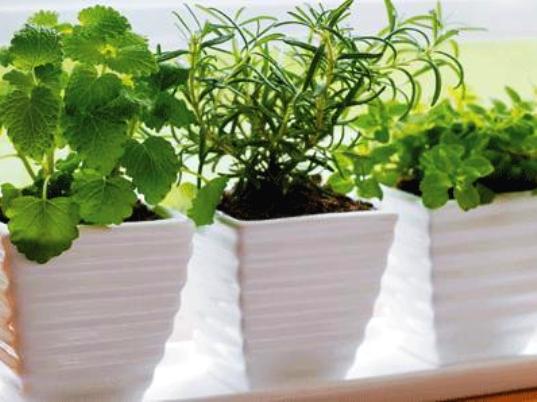 Gradina cu ierburi aromate din bucatarie