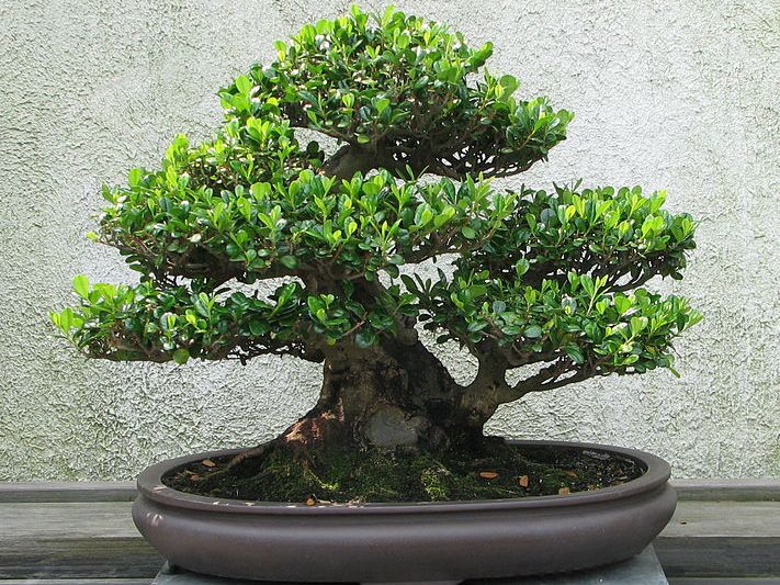 3 sfaturi pentru ingrijirea unui bonsai