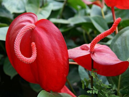 Floarea flamingo sau Anthurium