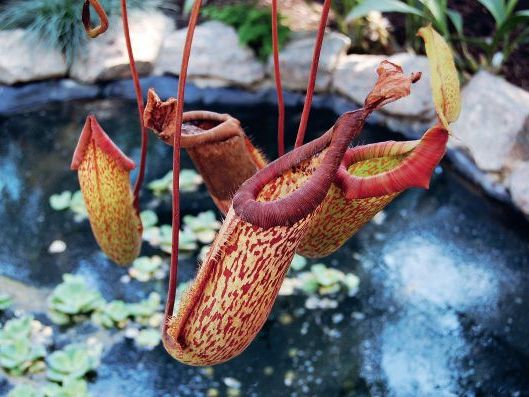 Nephentes  – Plantă carnivoră