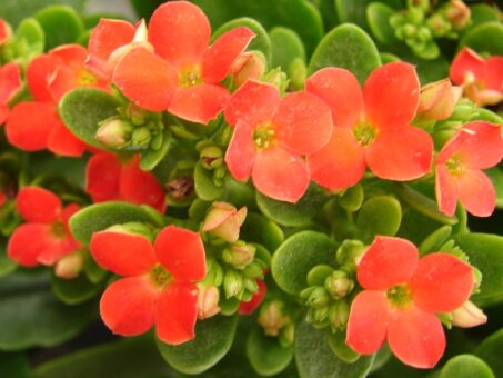 Plante de interior care infloresc iarna