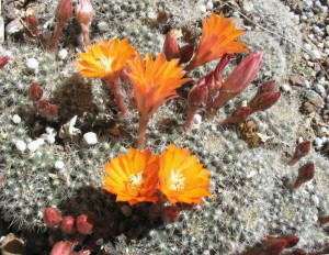 cactusi (3)
