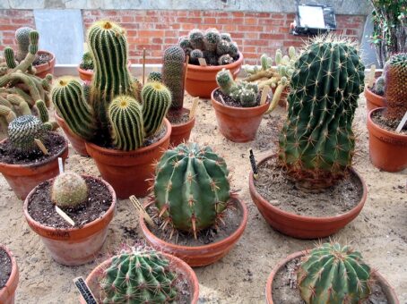 Aproape totul despre cactusi