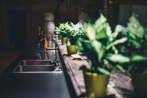 Plante care rezista fara lumina