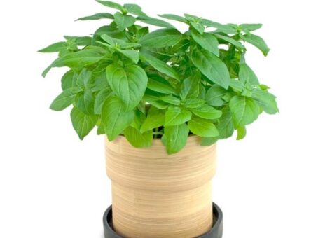 Busuioc in ghiveci. Cateva sfaturi pentru o planta frumoasa