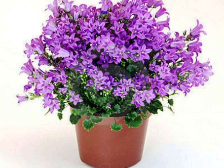 Campanula, planta cu clopotei