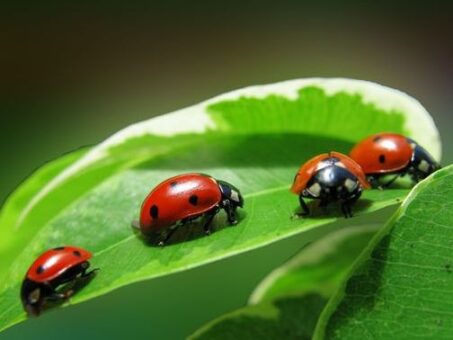 Care sunt plantele zodiei tale