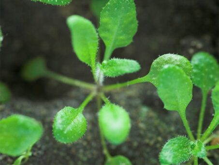 Bolile non-infectioase ale plantelor de apartament