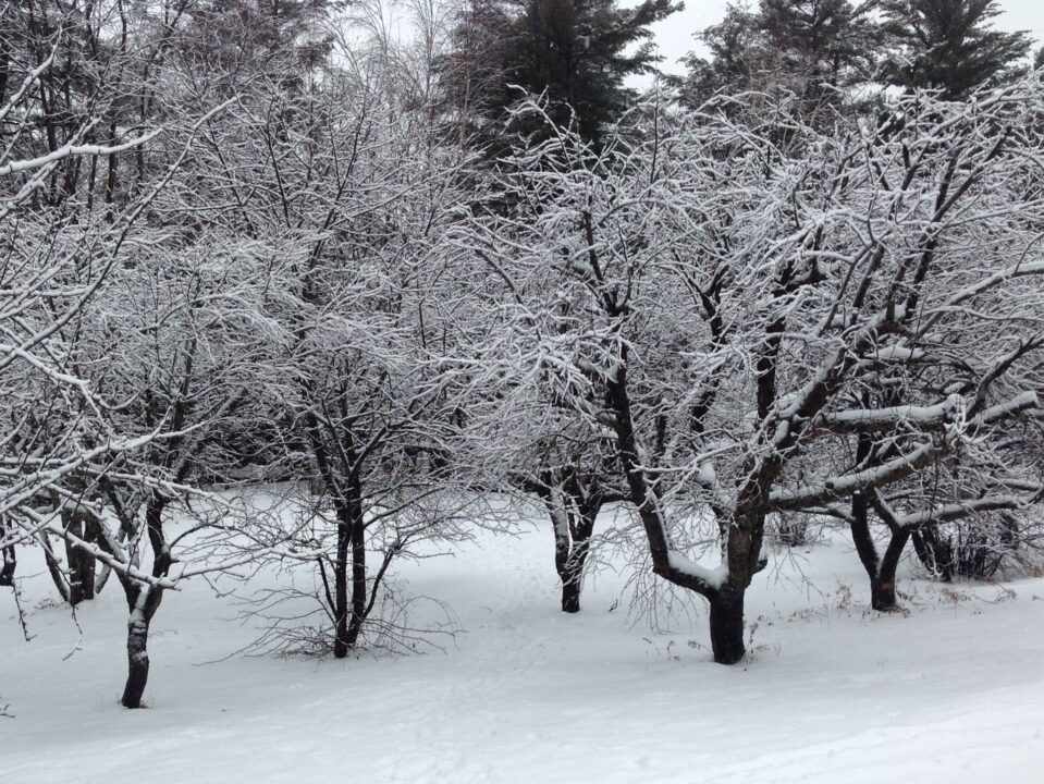 Protejarea pomilor impotriva rozatoarelor iarna