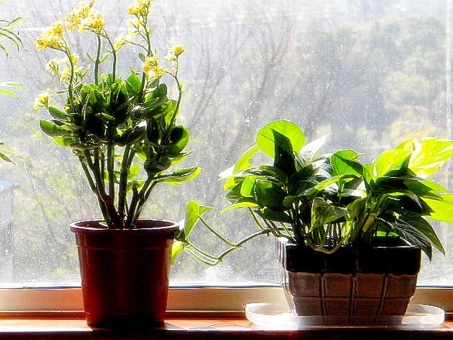 Plante Feng Shui. Un stil pentru casa ta