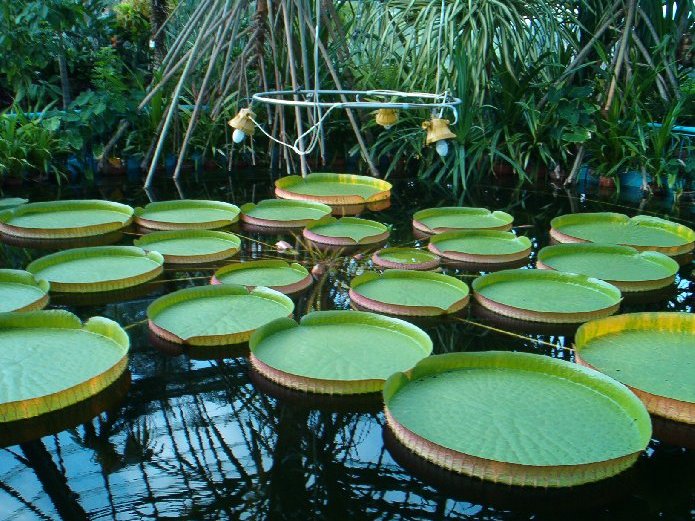 Cele mai frumoase gradini botanice din Romania