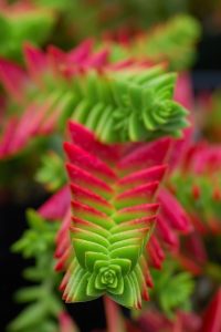 crassula