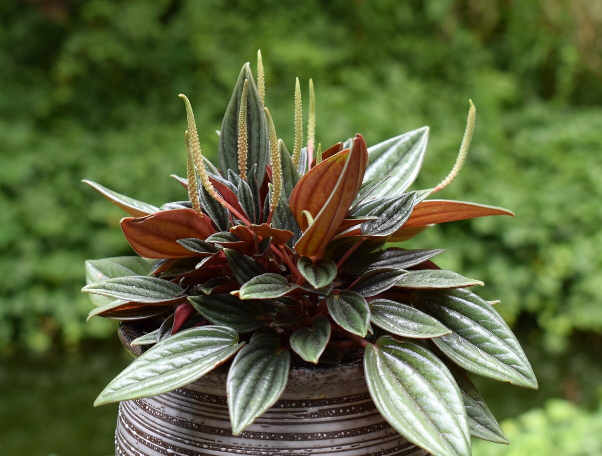 Peperomia, cea mai adaptabila planta de apartament