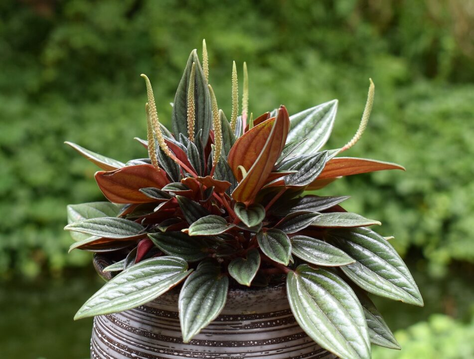 Peperomia, cea mai adaptabila planta de apartament