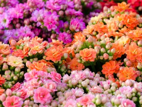 Kalanchoe, printesa din Madagascar
