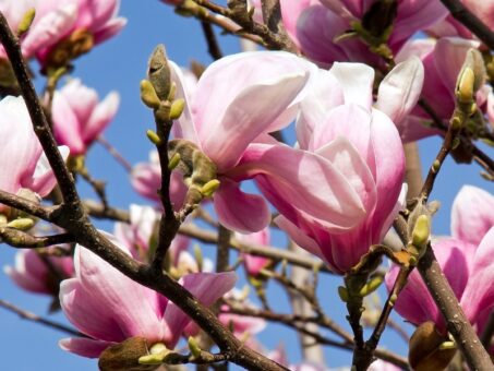 Magnolia, frumoasa si nepretentioasa