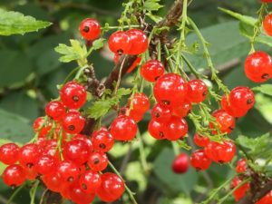 plantarea toamna, fructe d ecocaz rosu, fructe de padure