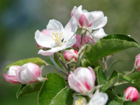Plantarea pomilor fructiferi primavara